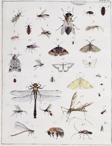 Various insects, plate IV from 